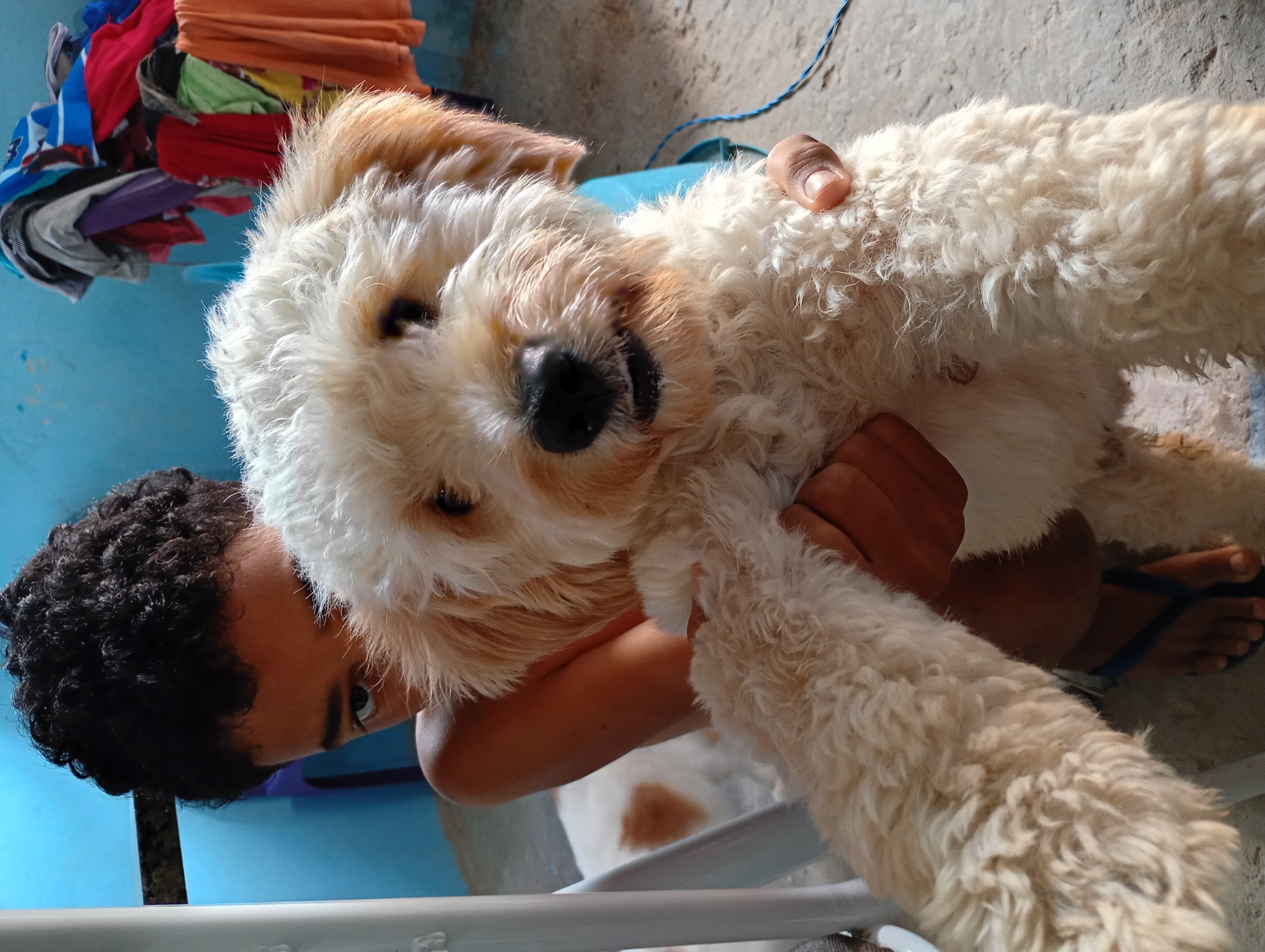 Cachorro macho  - Foto 1