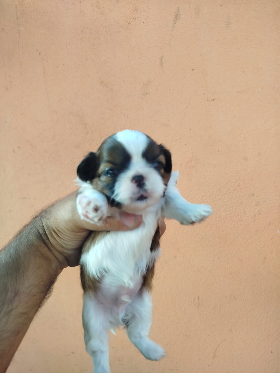 Shitzu  - Foto 2