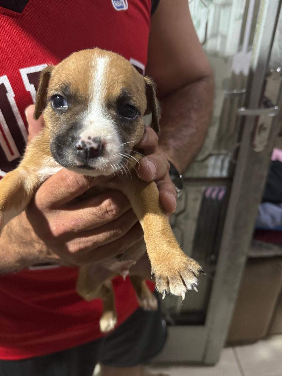Vendo filhotes de Pitbull mão staffordshire e pai red nose  - Foto 3