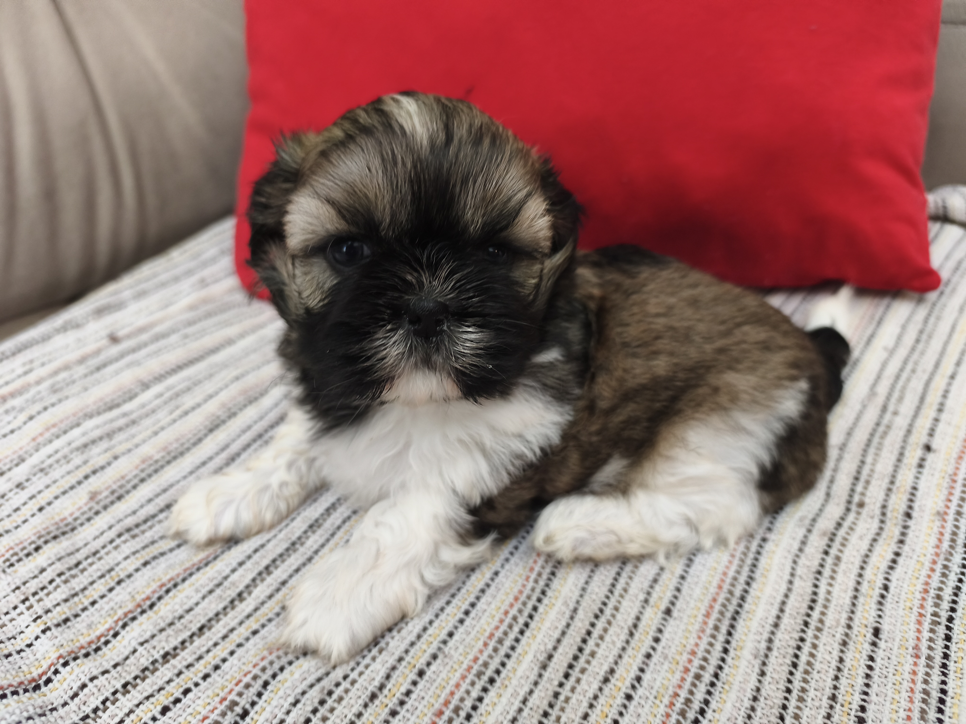 Shihtzus machinhos lindos  - Foto 5
