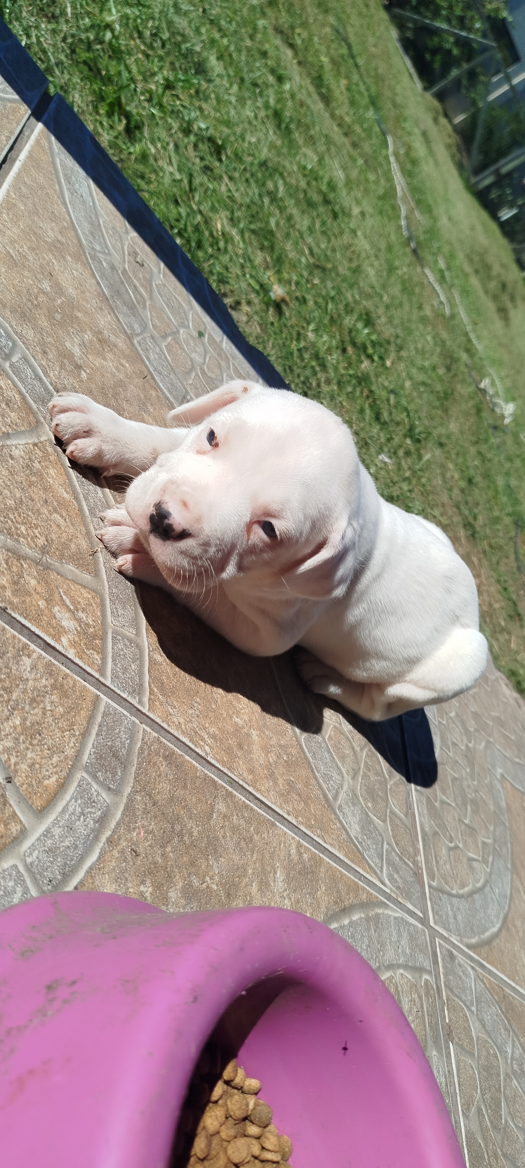 Filhotes de Dogo Argentino  - Foto 2