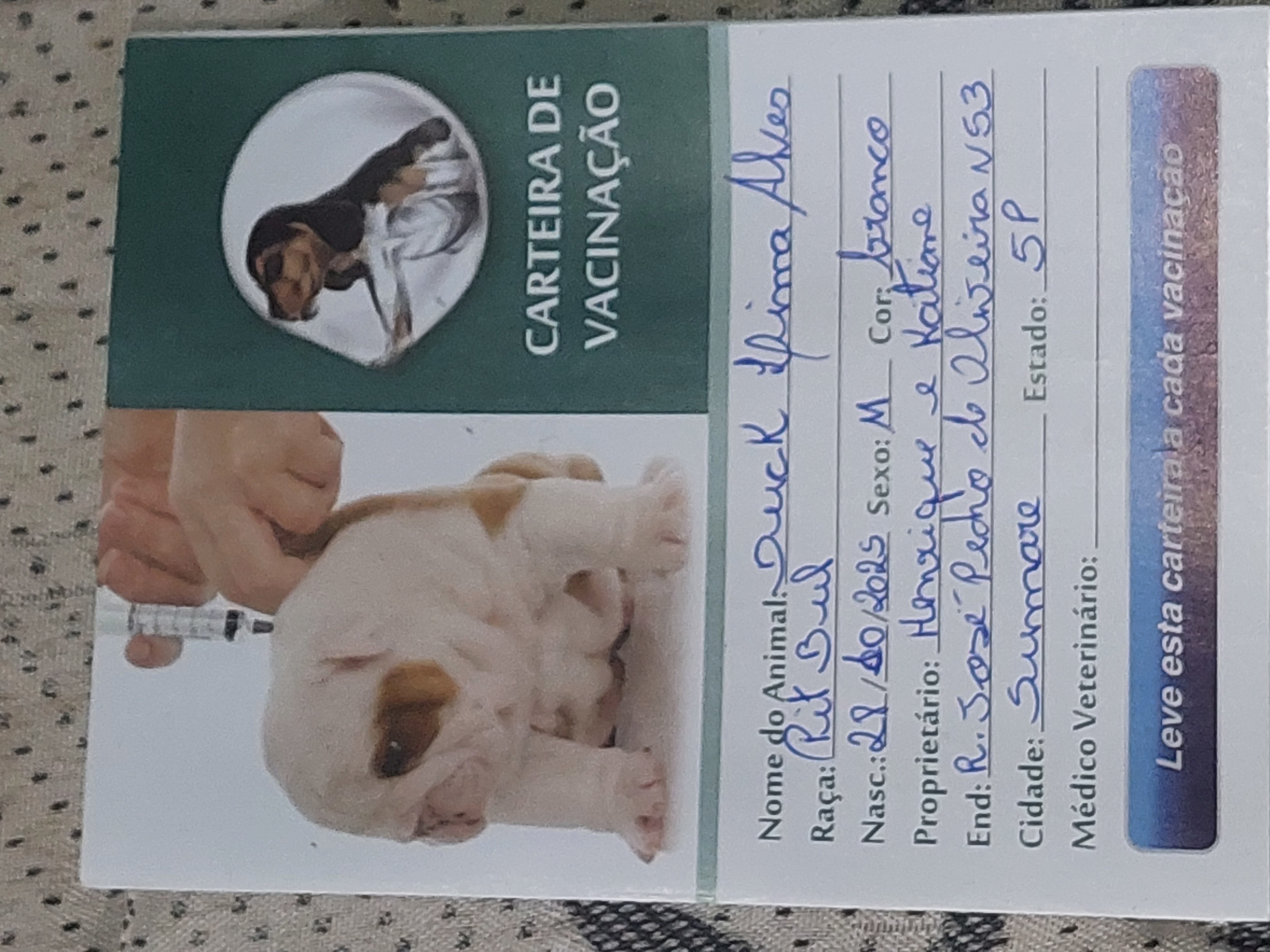 Vendo filhote de pitbull pirata - Foto 4