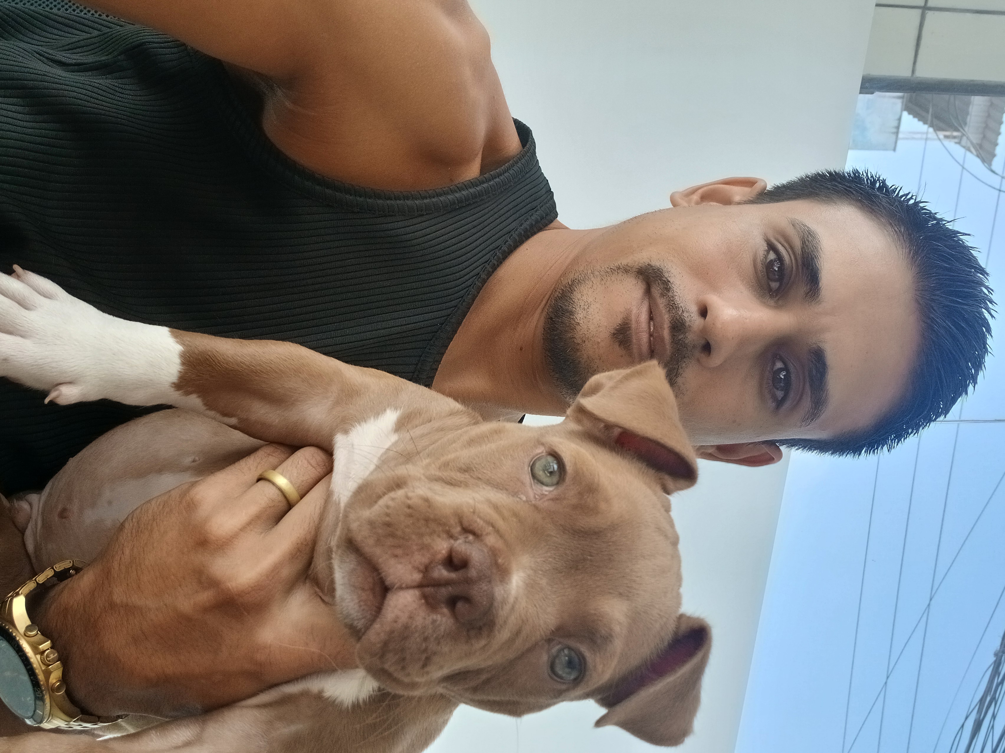 American bully micro  - Foto 5