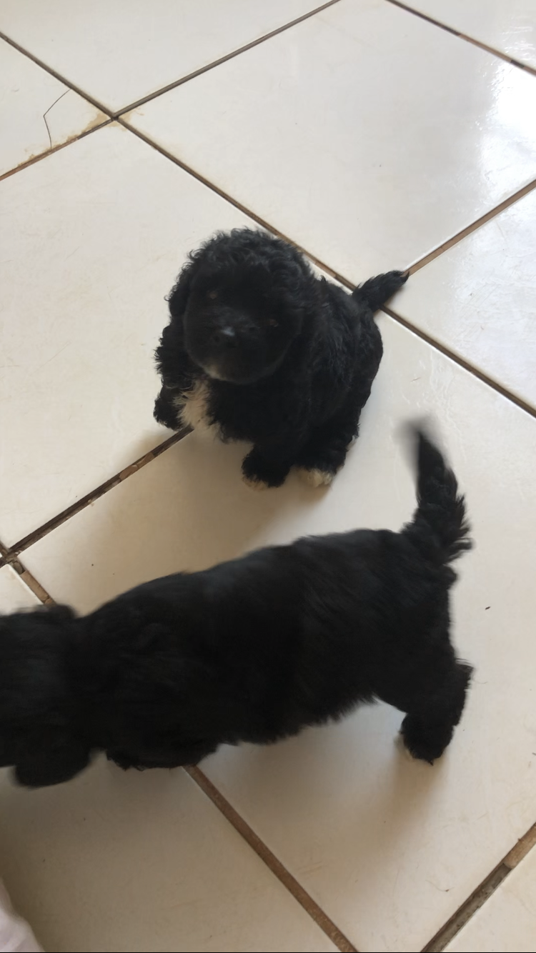 Portal Vendocão Vendo Filhote de poodle fêmea  São Luís 