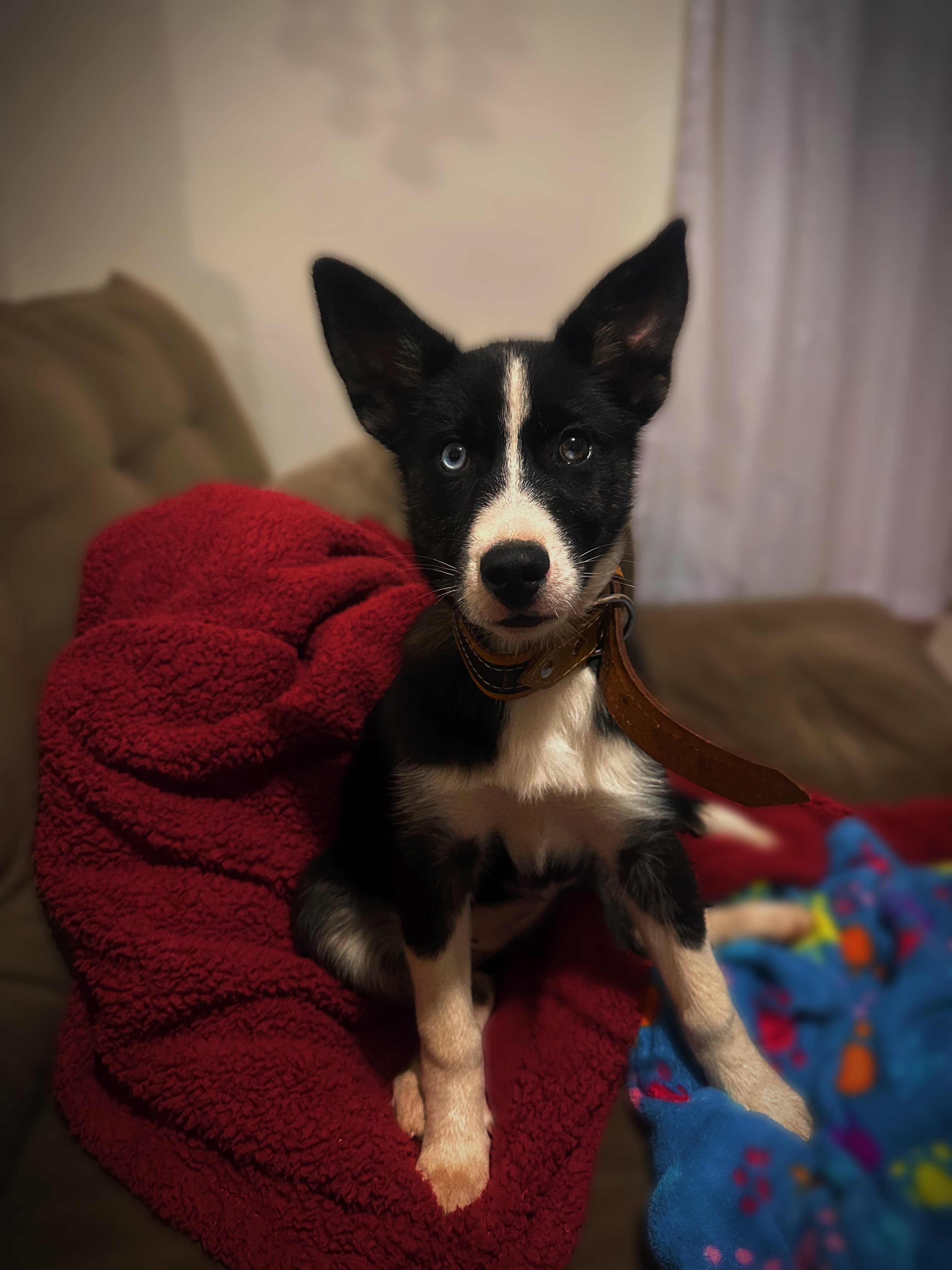 Husky siberiano Fêmea 