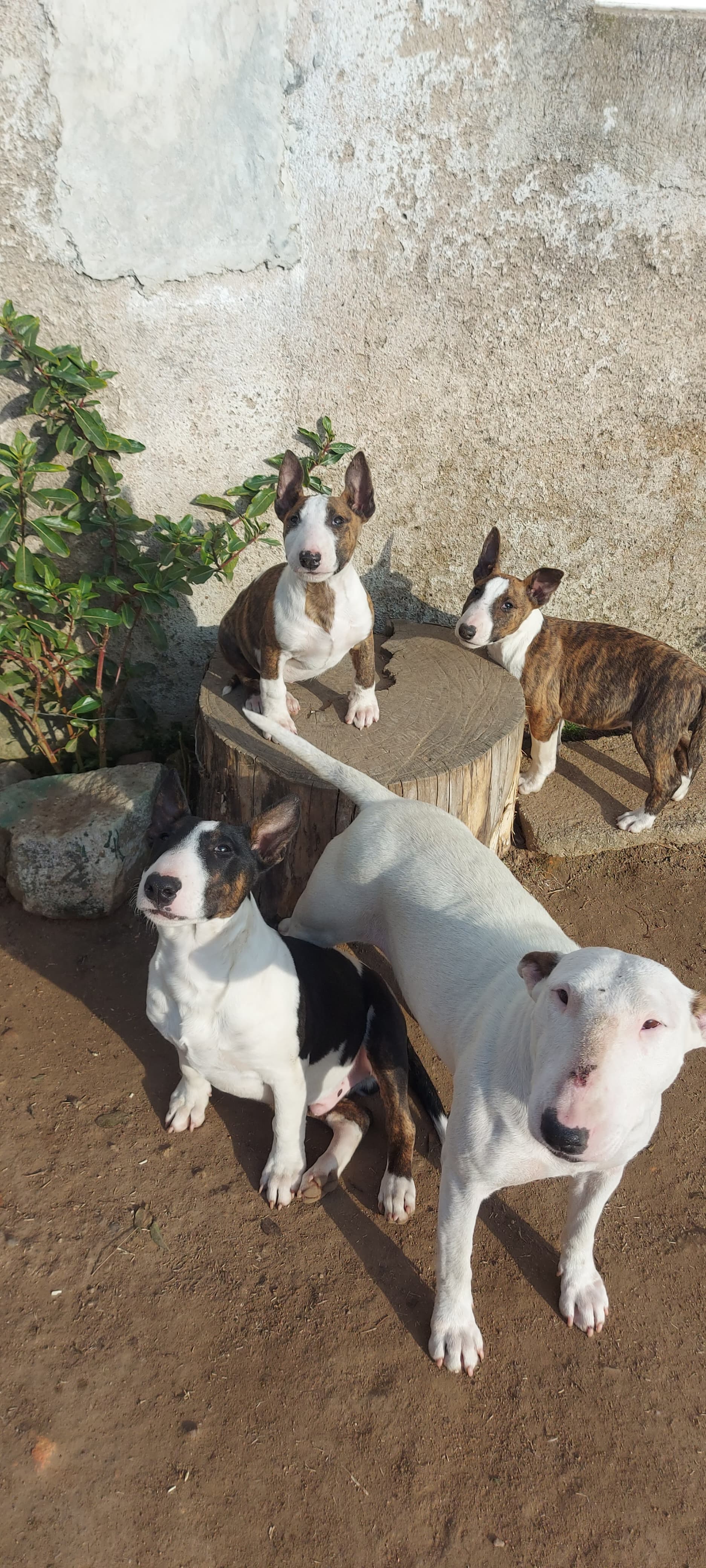 Bull Terrier  - Foto 2