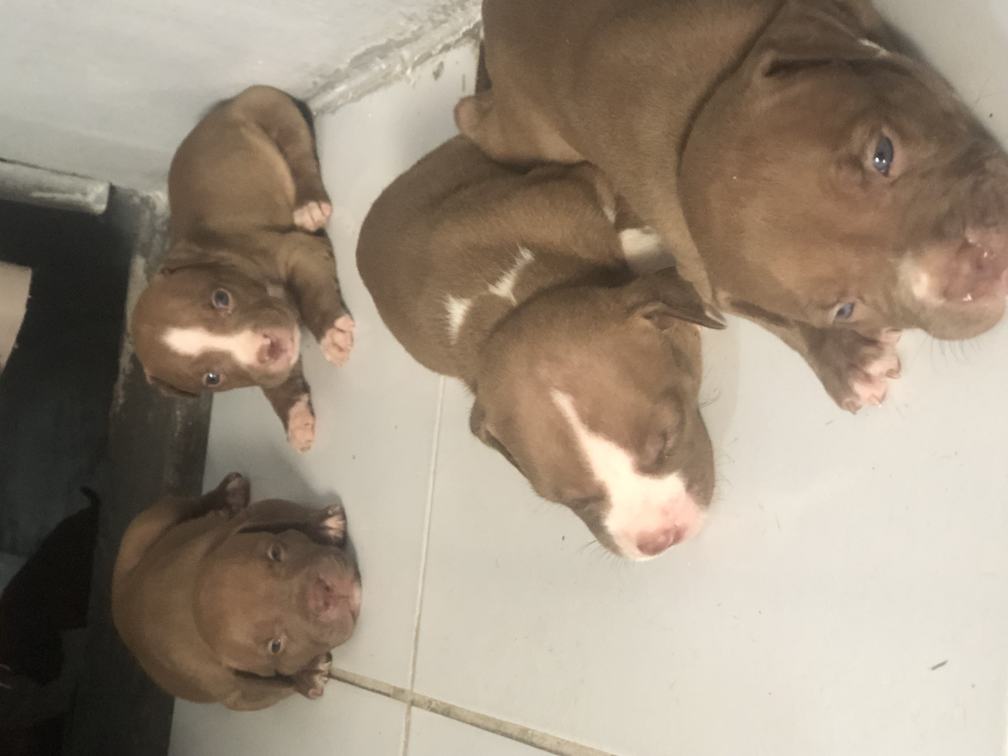 Portal Vendocão PITMONSTER RAÇA PURA São Luís