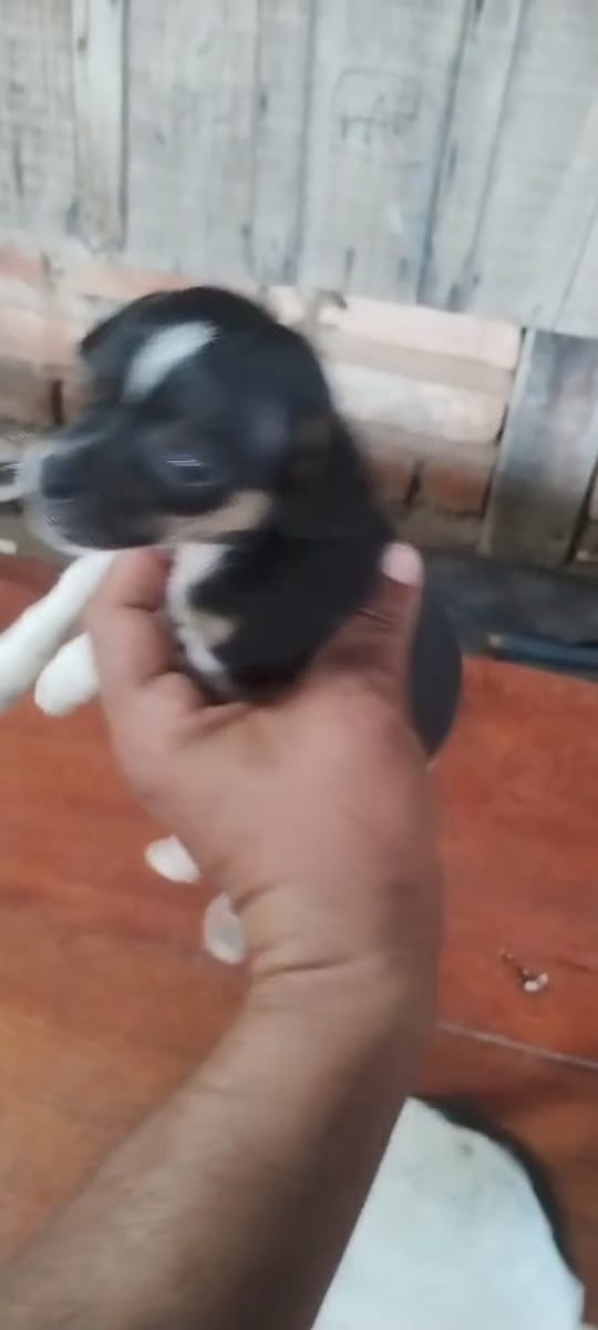 Portal Vendocão Vendo filhotes de cachorro Pincher  Itupiranga 