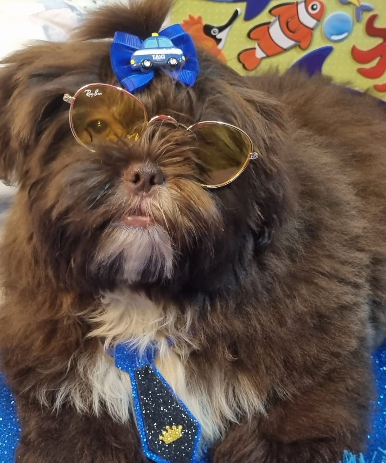 Portal Vendocão Shihtzu Macho Chocolate 5 Meses curitiba