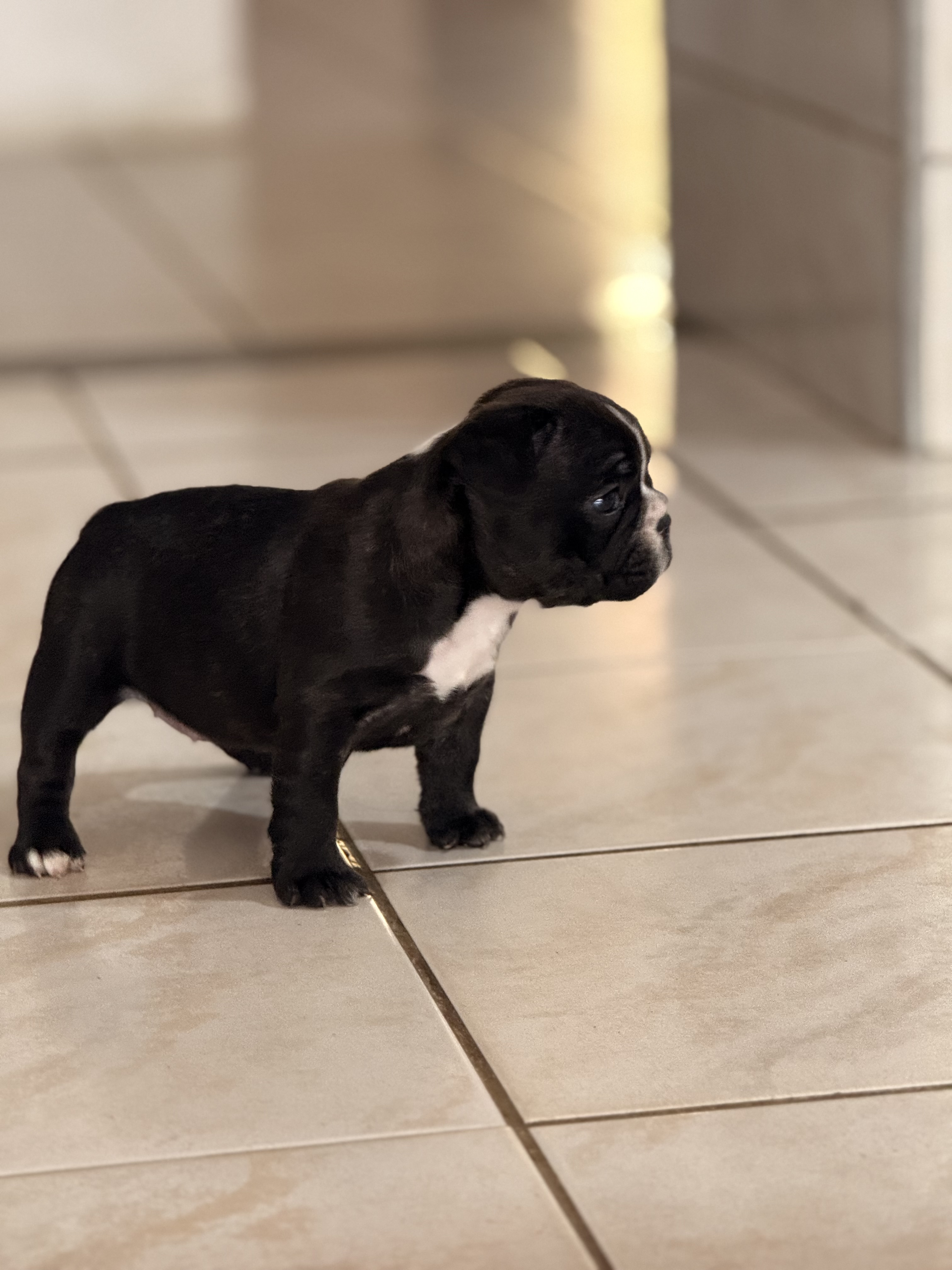 Portal Vendocão Filhote de buldogue francês disponível  Fortaleza 