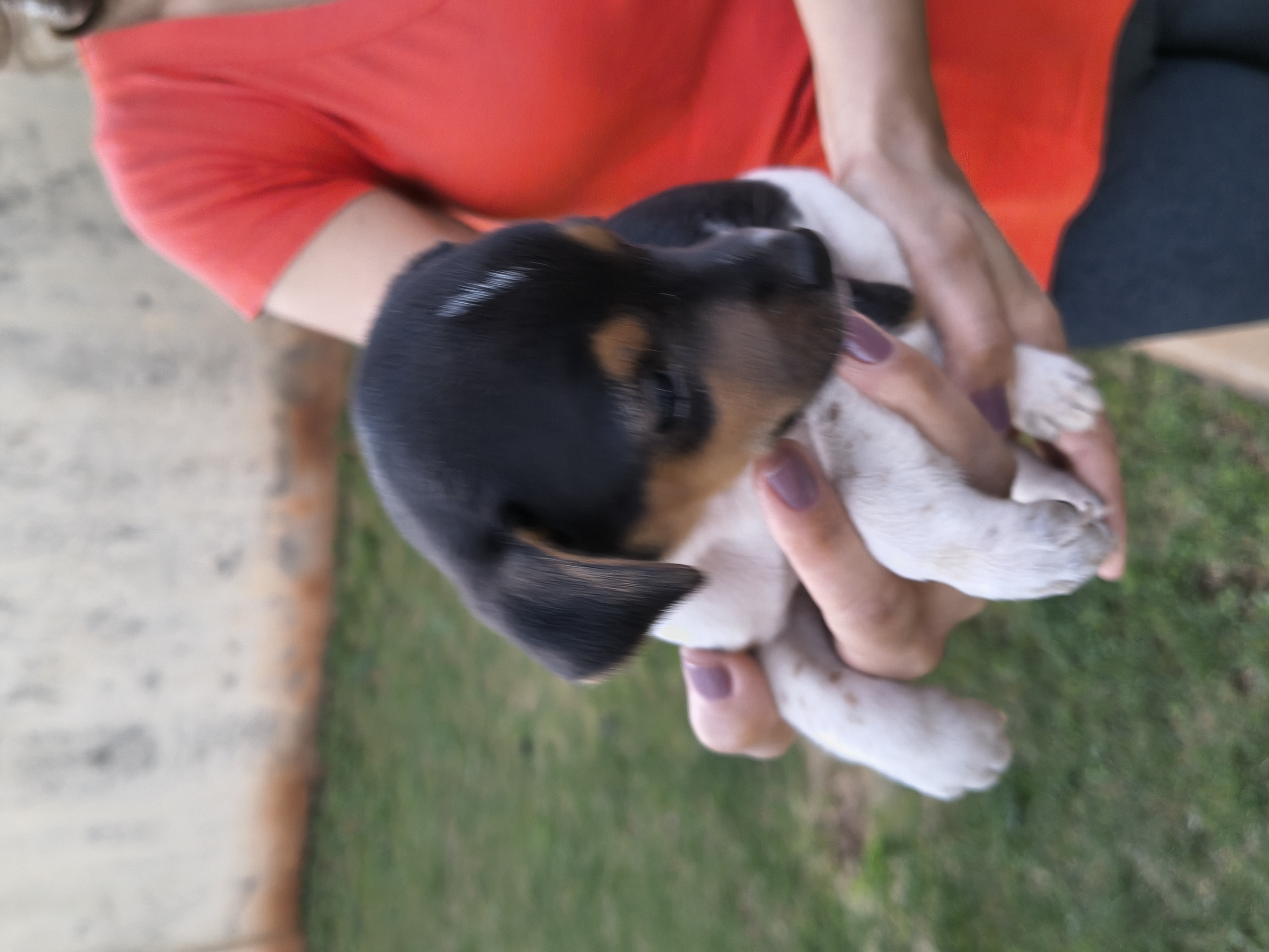 Vendo filhotes de Fox Paulistinha
