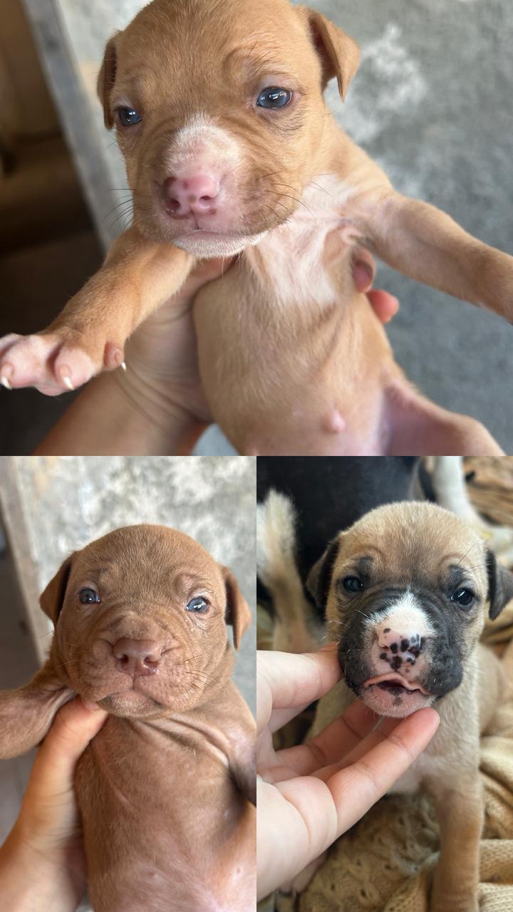 Portal Vendocão Filhotes de Pitbull São Gonçalo Rj