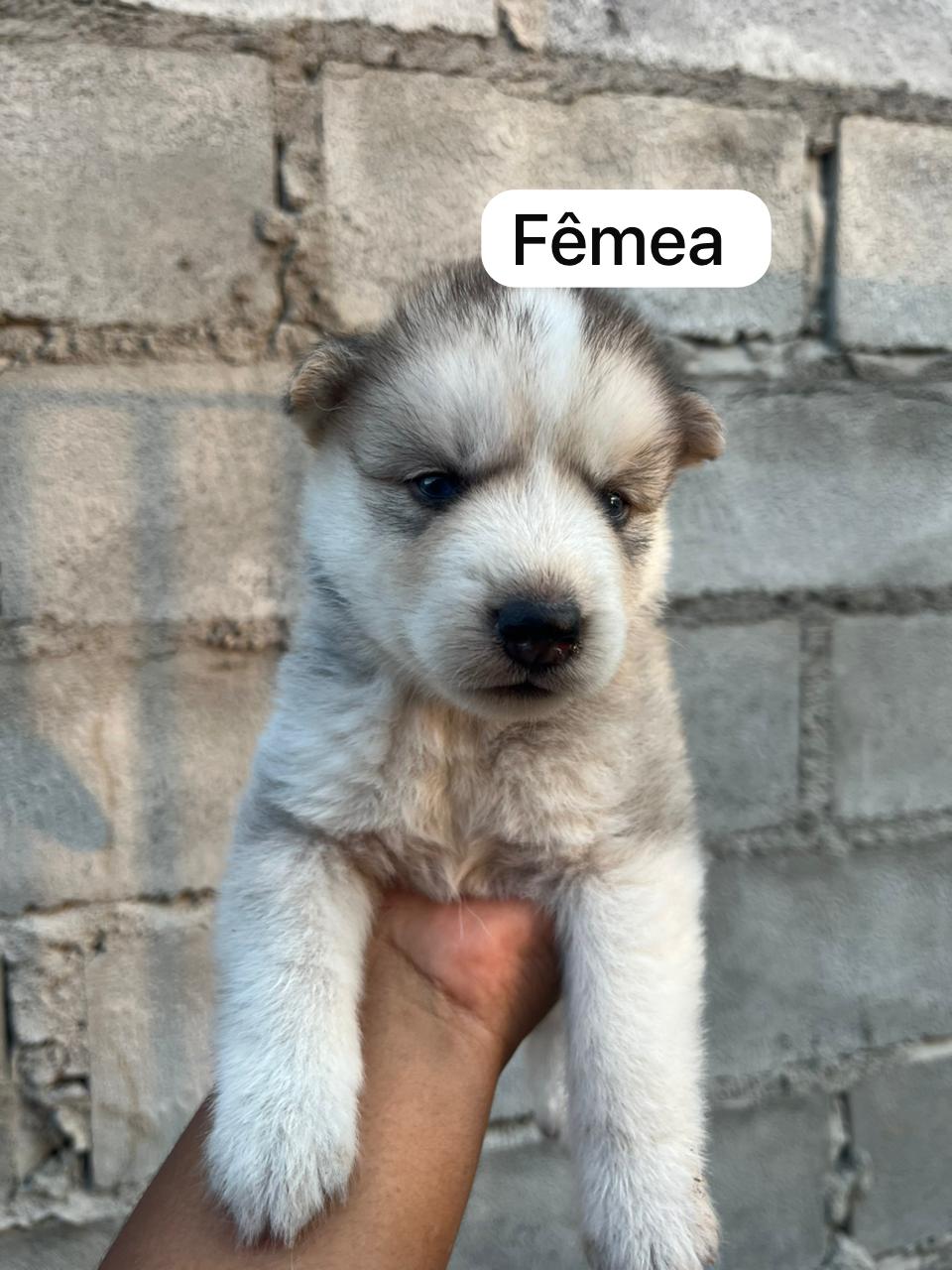 Filhote de husky siberiano disponível  - Foto 4