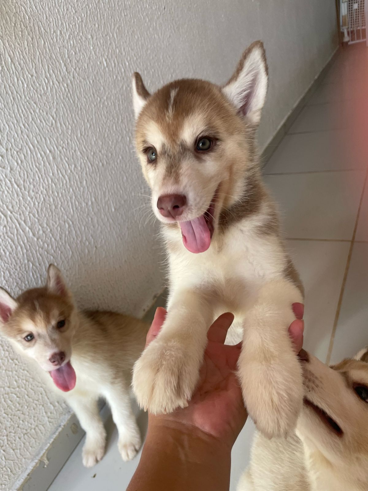Portal Vendocão Vendo Filhote de Husky. Fortaleza