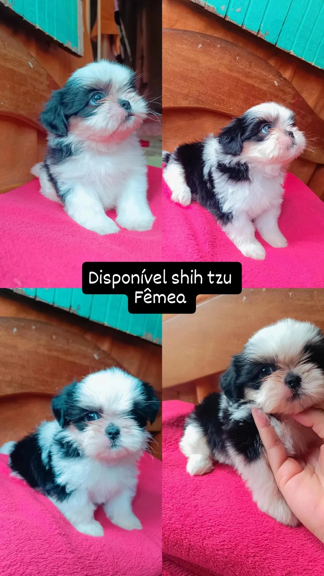 Portal Vendocão Filhote de shih tzu  Rio Branco