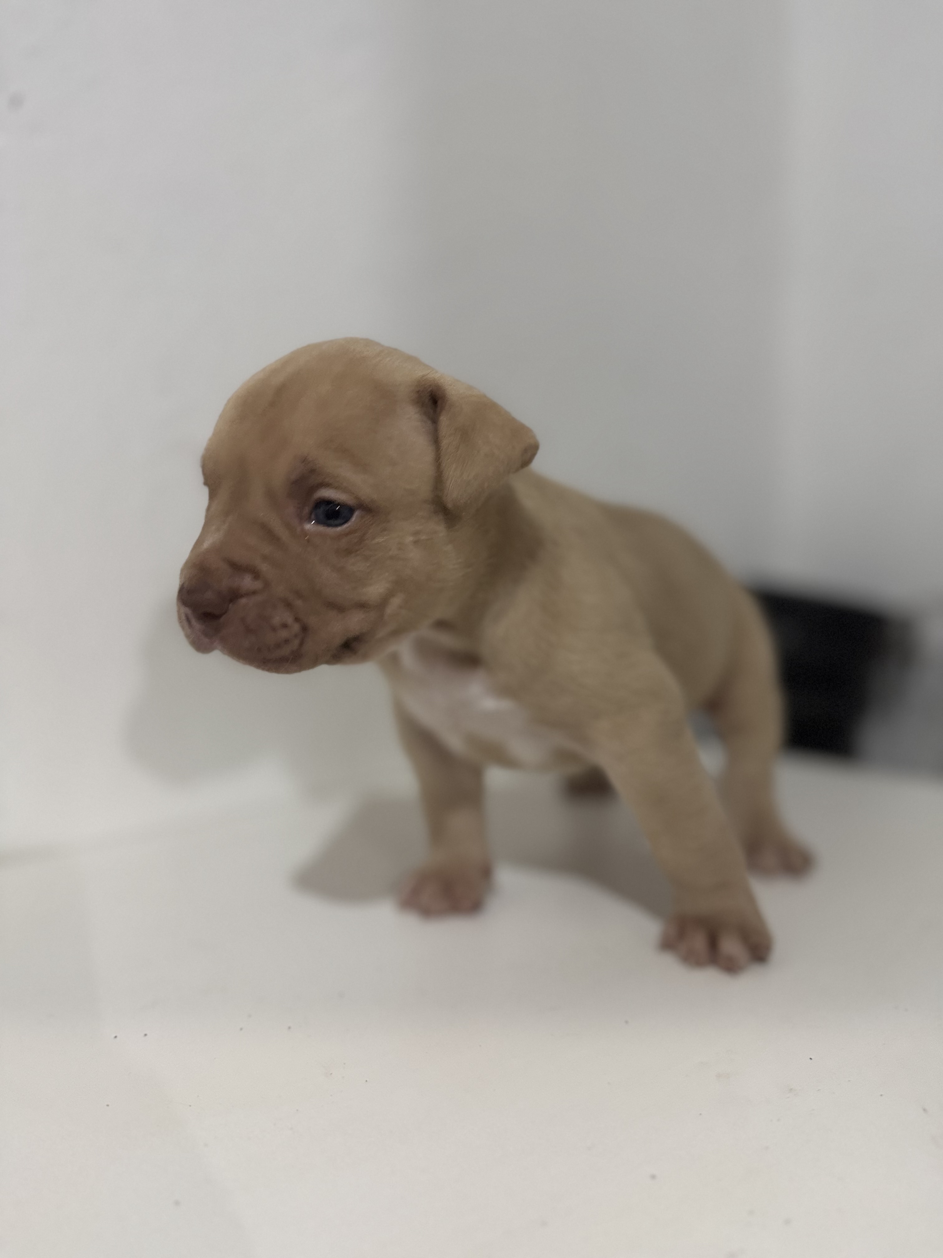 Filhote de pitbull disponível  - Foto 5