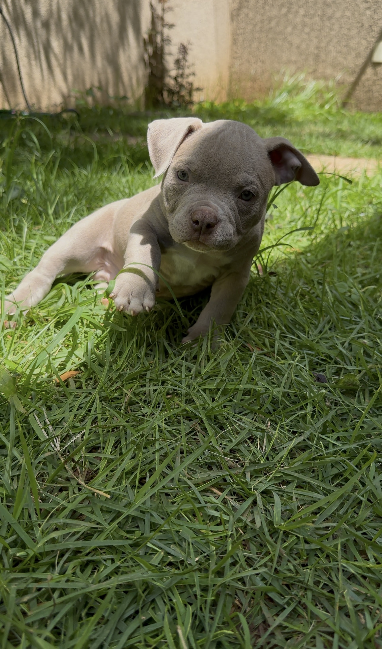 Portal Vendocão Filhote American Bully Pedigree Campinas