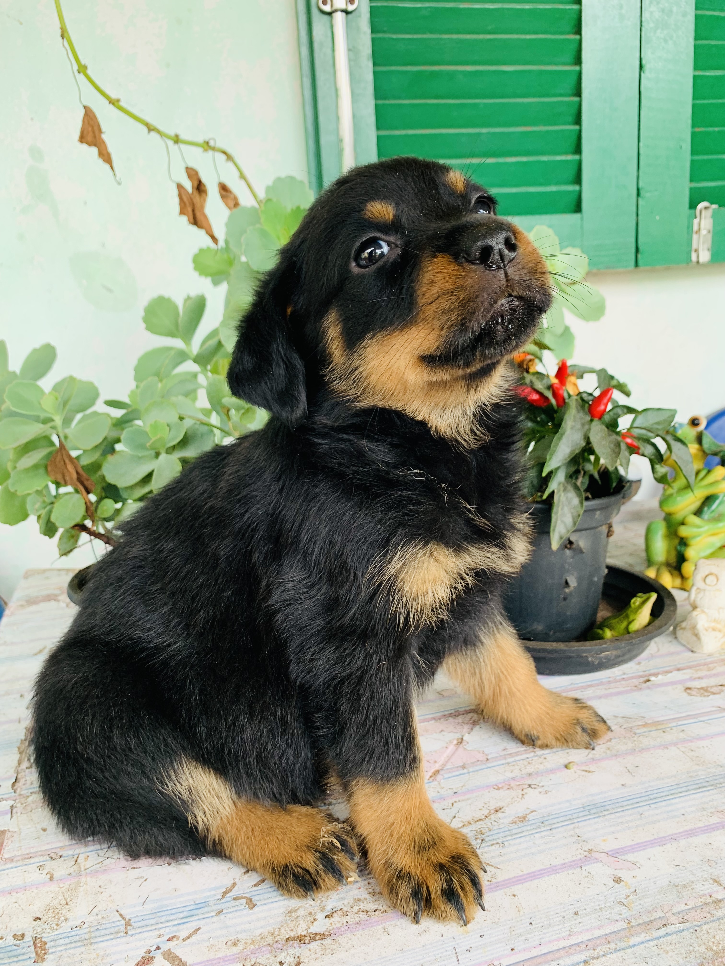 Portal Vendocão Filhotes de Rottweiler  Cidreira 