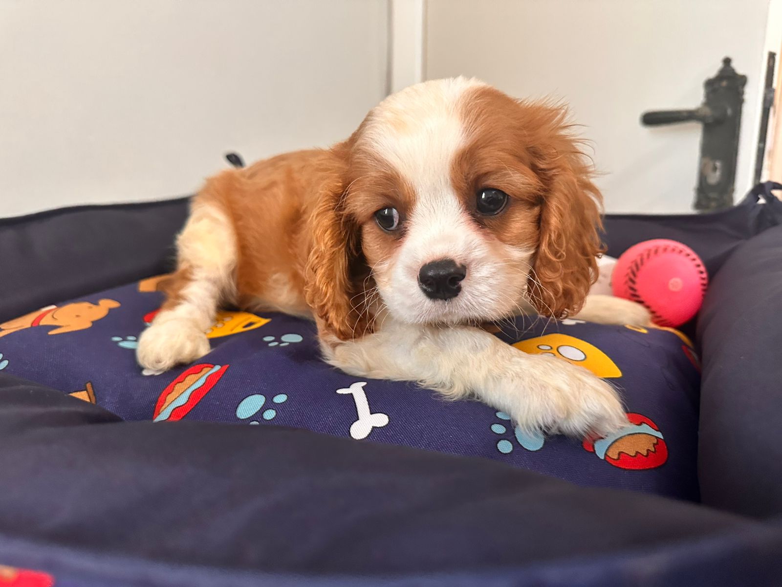Portal Vendocão Cavalier king charles spaniel filhote  São Paulo 
