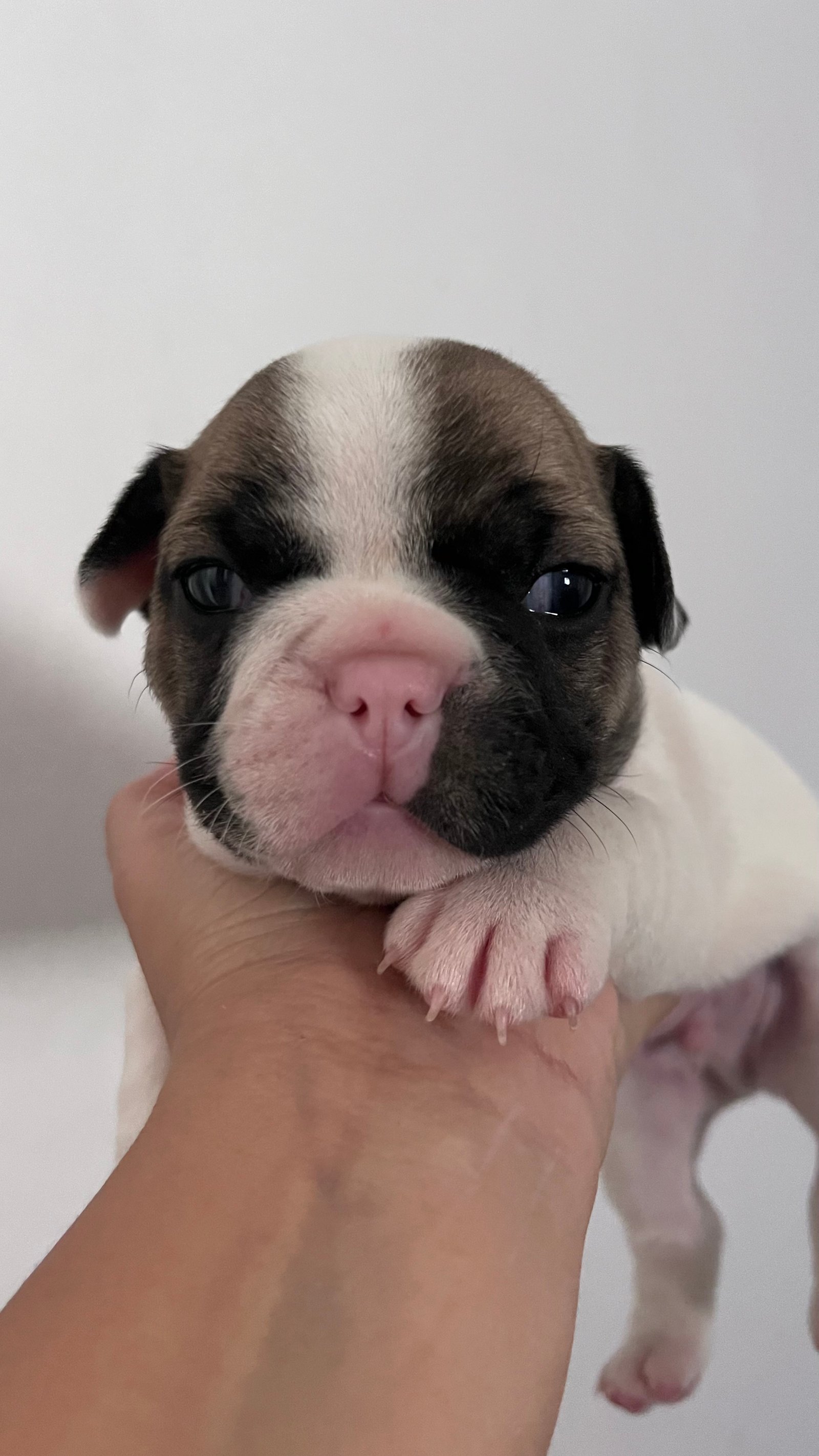 Buldogue Francês  - Foto 1