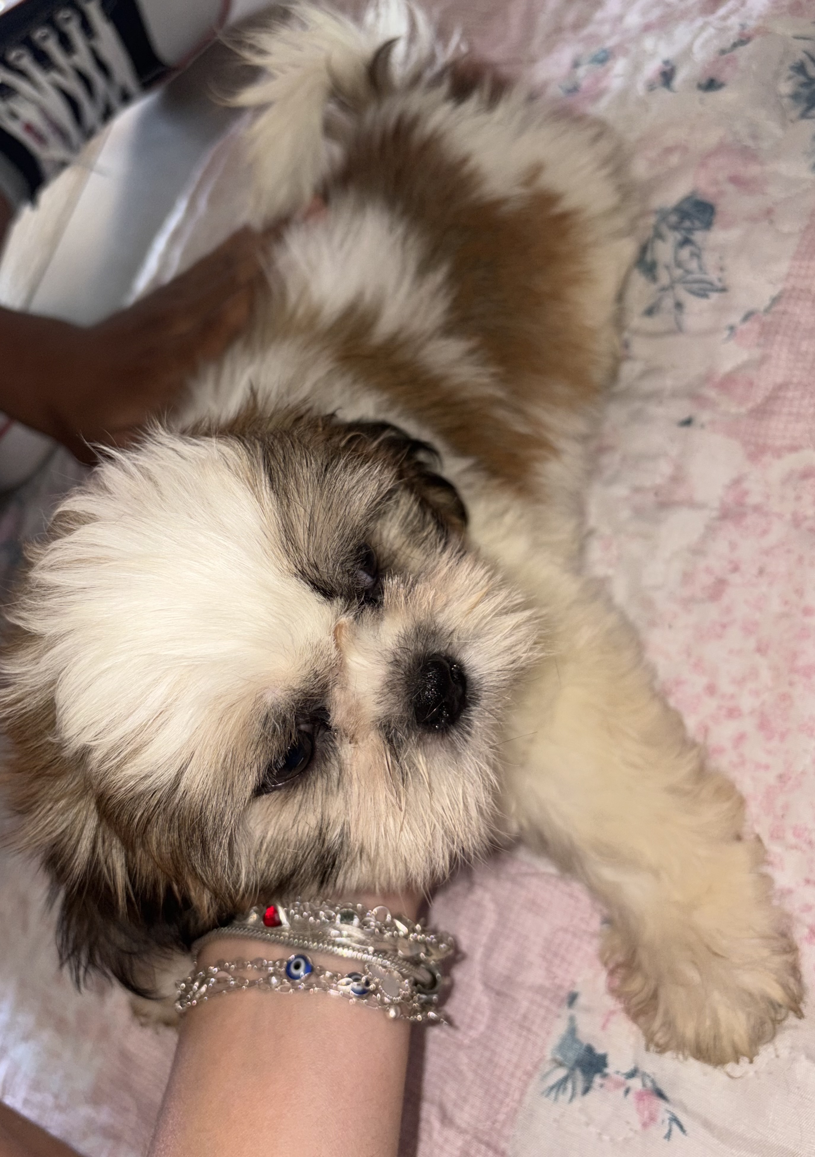 VENDE-SE SHIH TZU - Foto 1