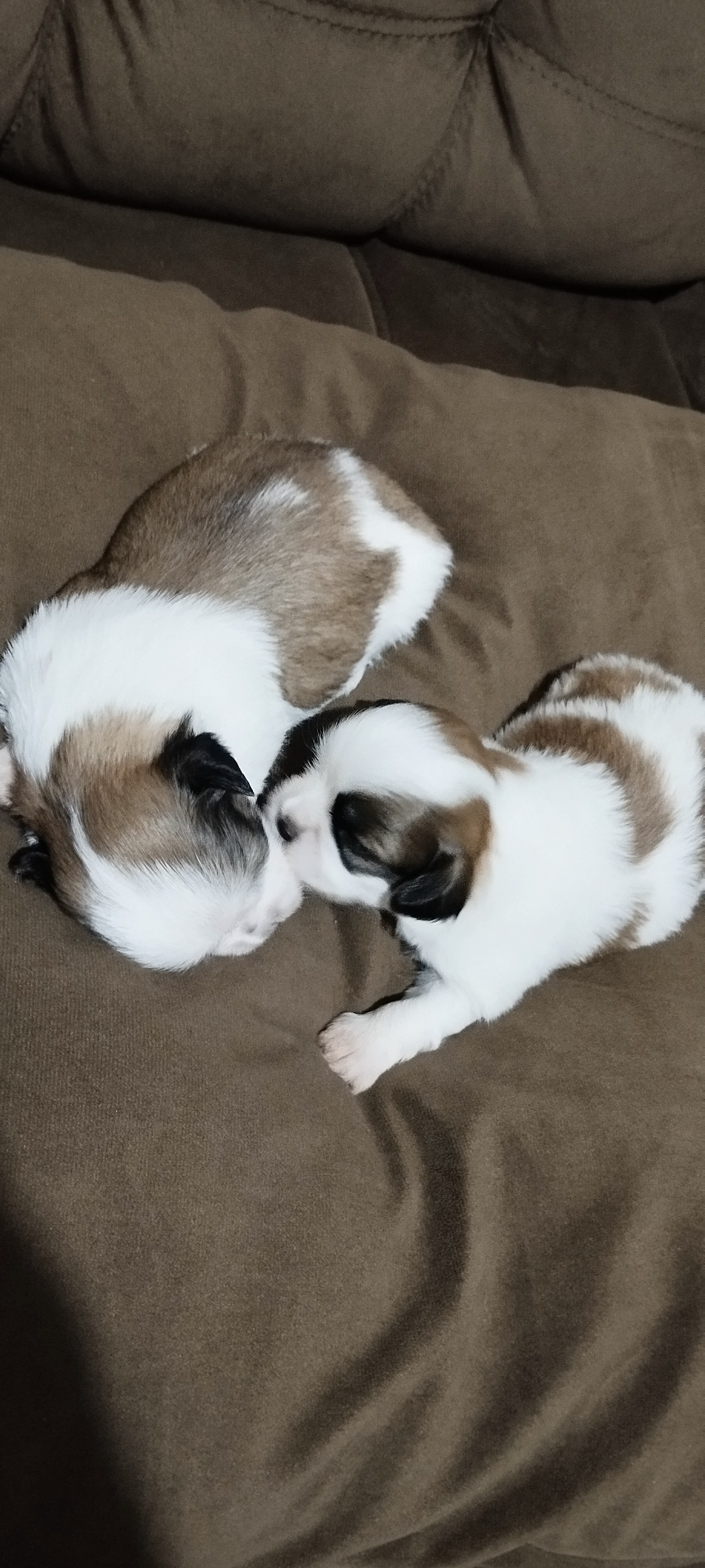 Portal Vendocão Bebes Shitzu 100% puros  Paranavaí