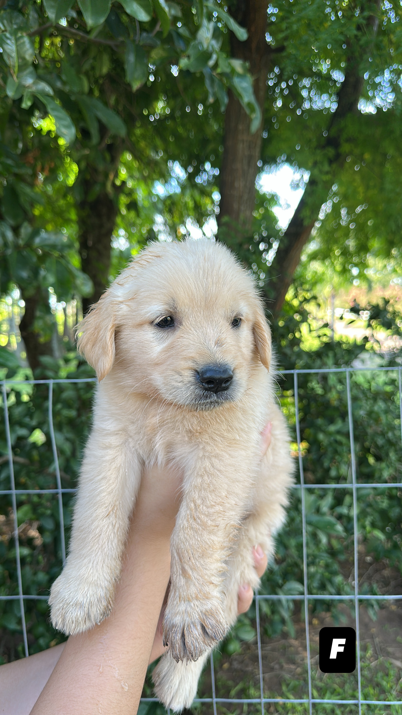 FILHOTE GOLDEN RETRIVIER - Foto 3