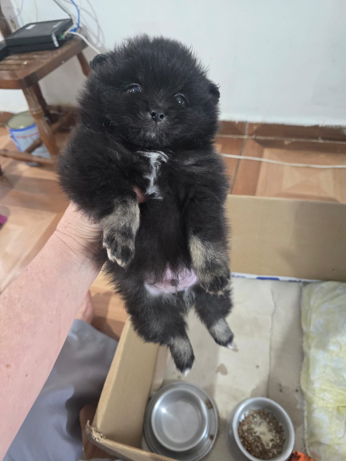 Portal Vendocão Vende-se lindo filhote de sptiz alemão  Botucatu