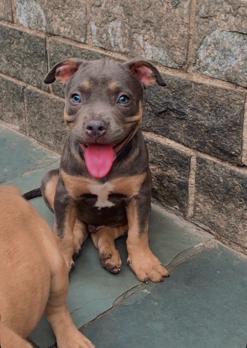 Portal Vendocão American Bully  Duque de Caxias 