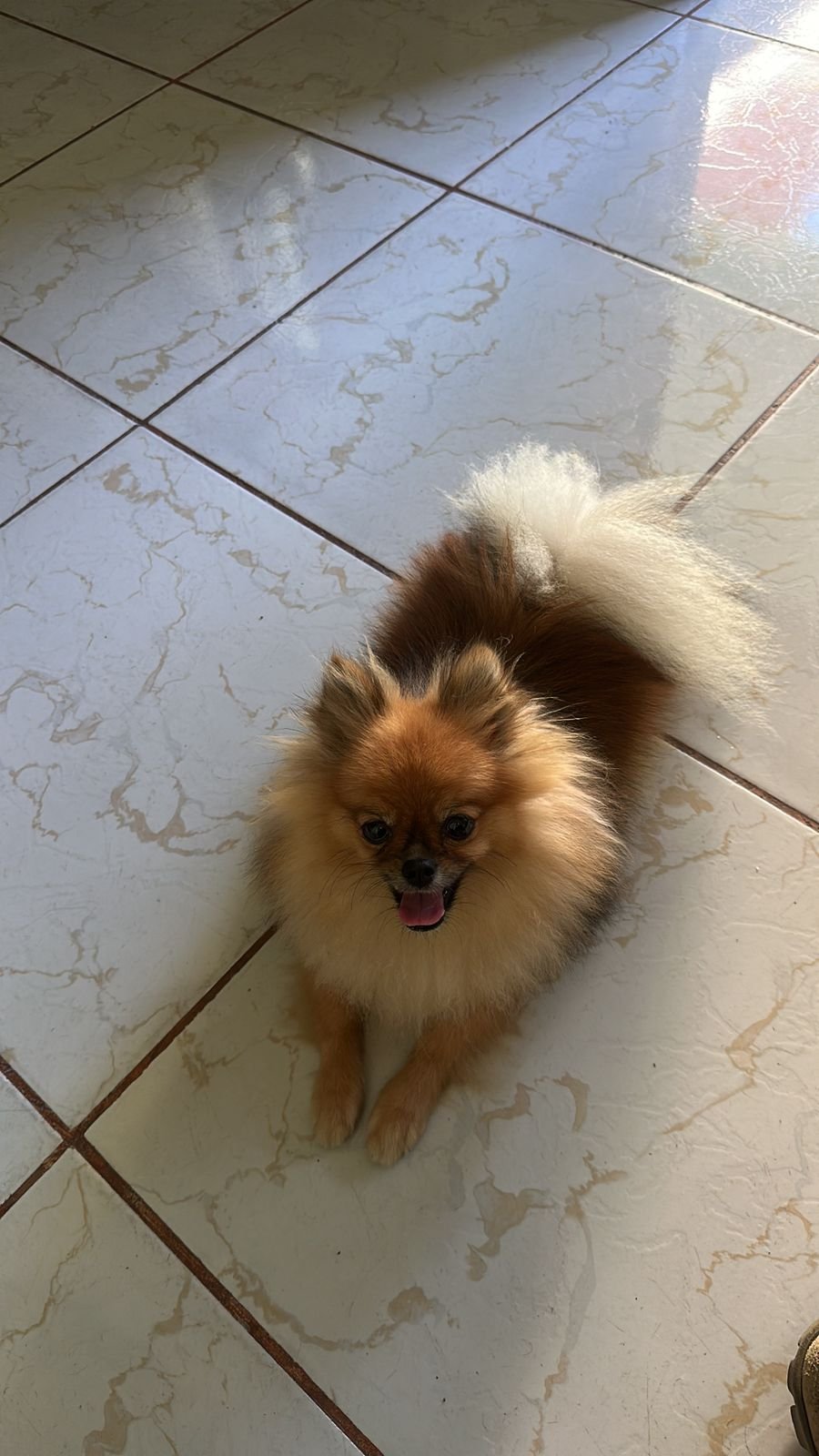 Disponível uma cadelinha de spliz alemão  - Foto 2