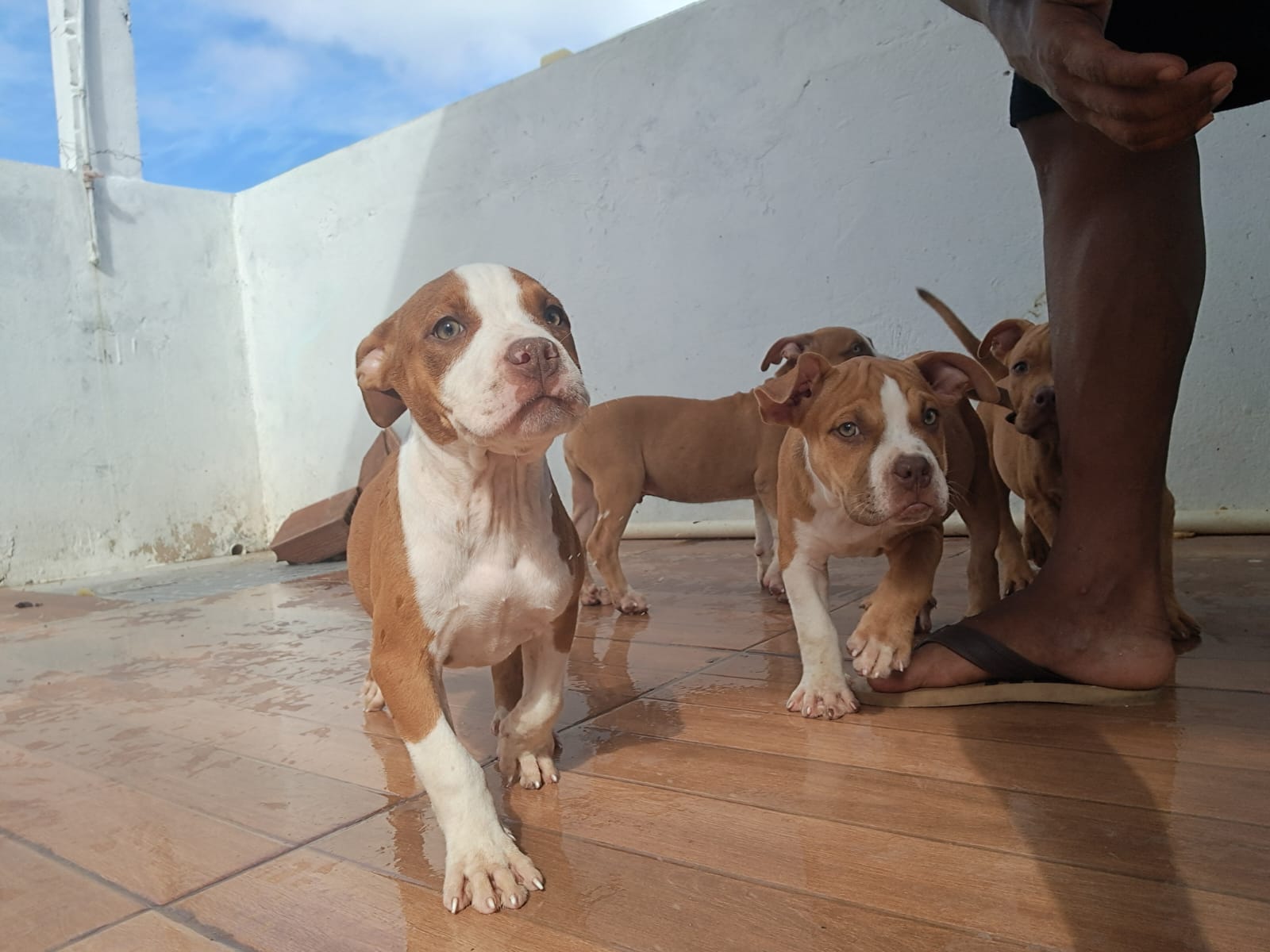 American bully - Foto 4