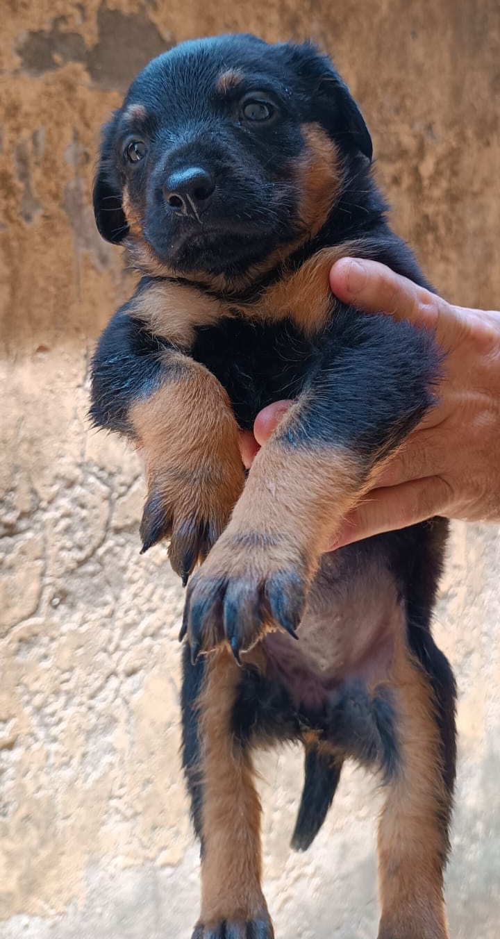 Portal Vendocão Rottweiler Puro com preço especial  São Luís 