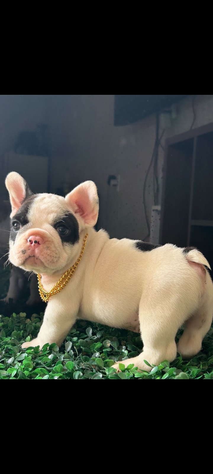 Vendo bulldog francês lindo. - Foto 1