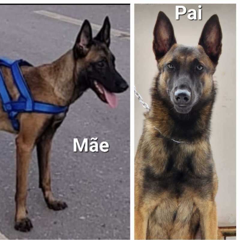 Vendo lindos filhotes de Pastor Belga Malinoá