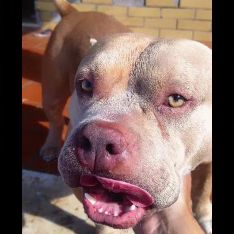 American Bully