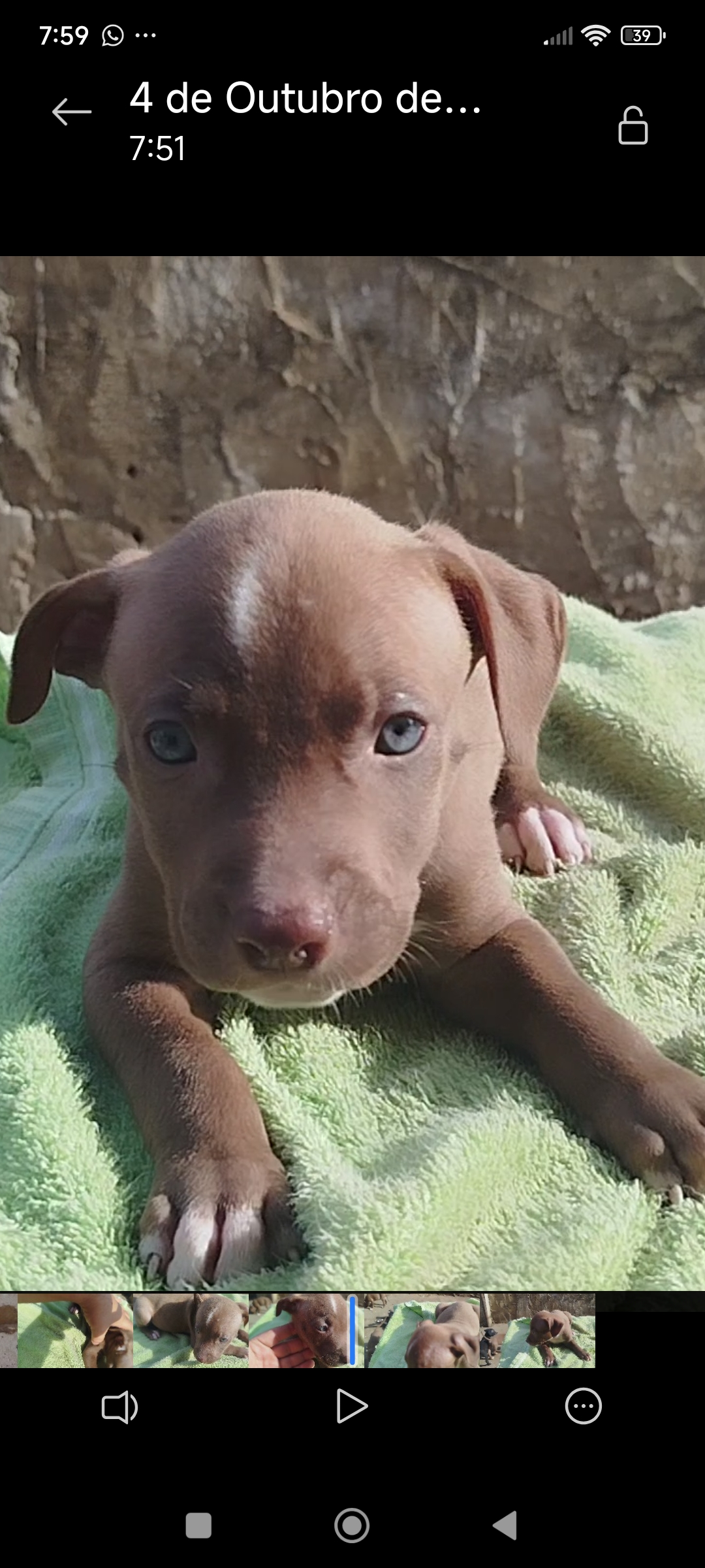 Filhotes Pitbull  - Foto 5