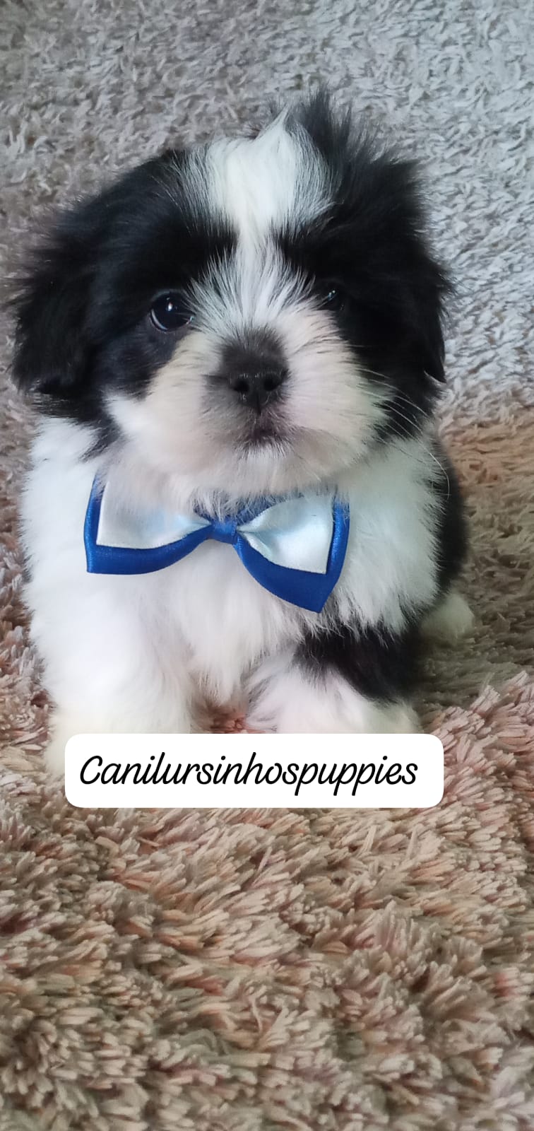lhasa apso lindos bebes pronta entrega #canilursinhospuppies  - Foto 3