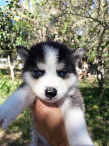 Portal Vendocão Husky siberiano filhote recem Rio de Janeiro