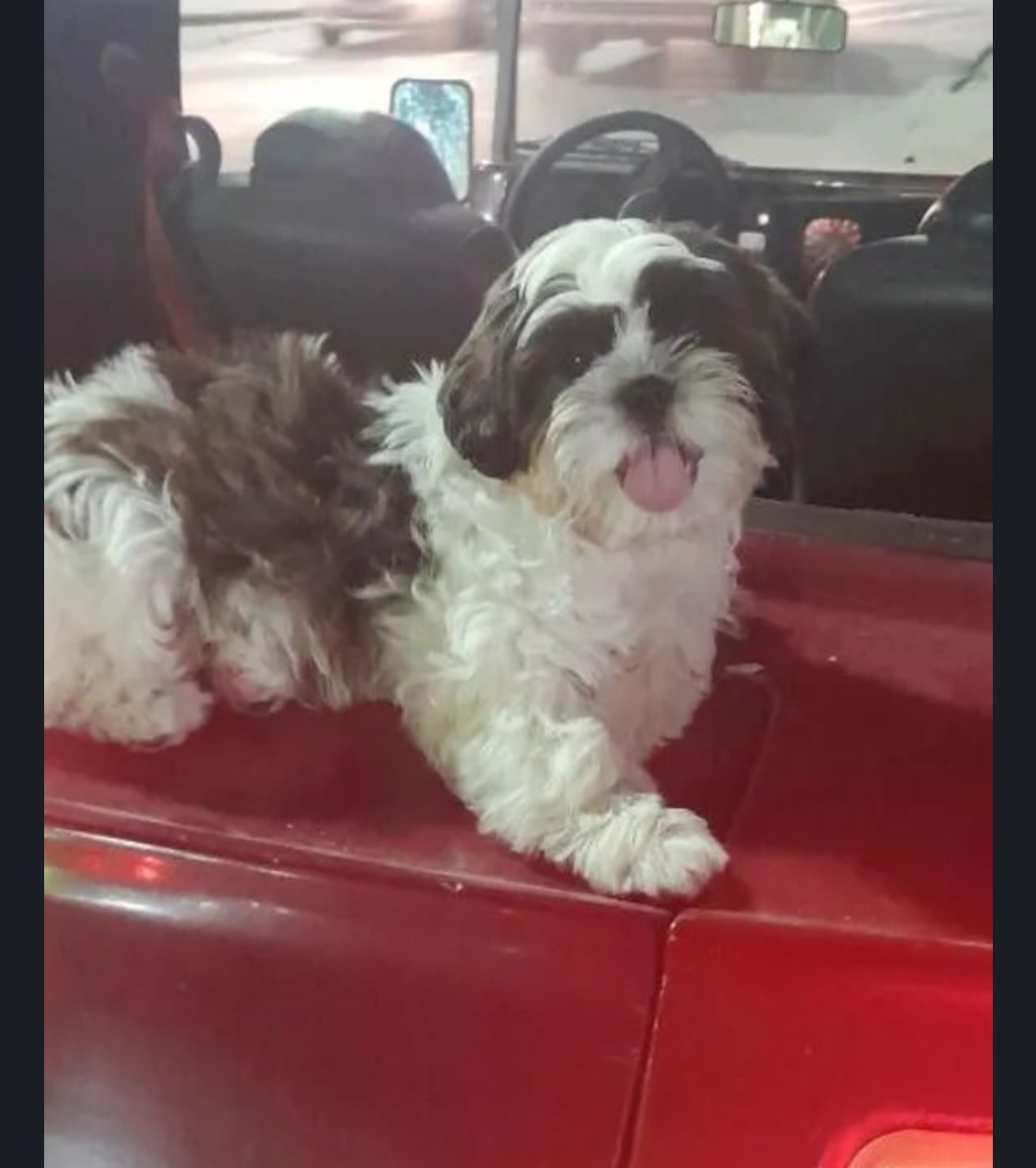 Shih-tzu de 4 meses -Vacinado  - Foto 1