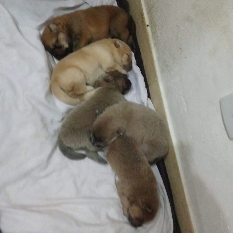 Filhotes chowchow
