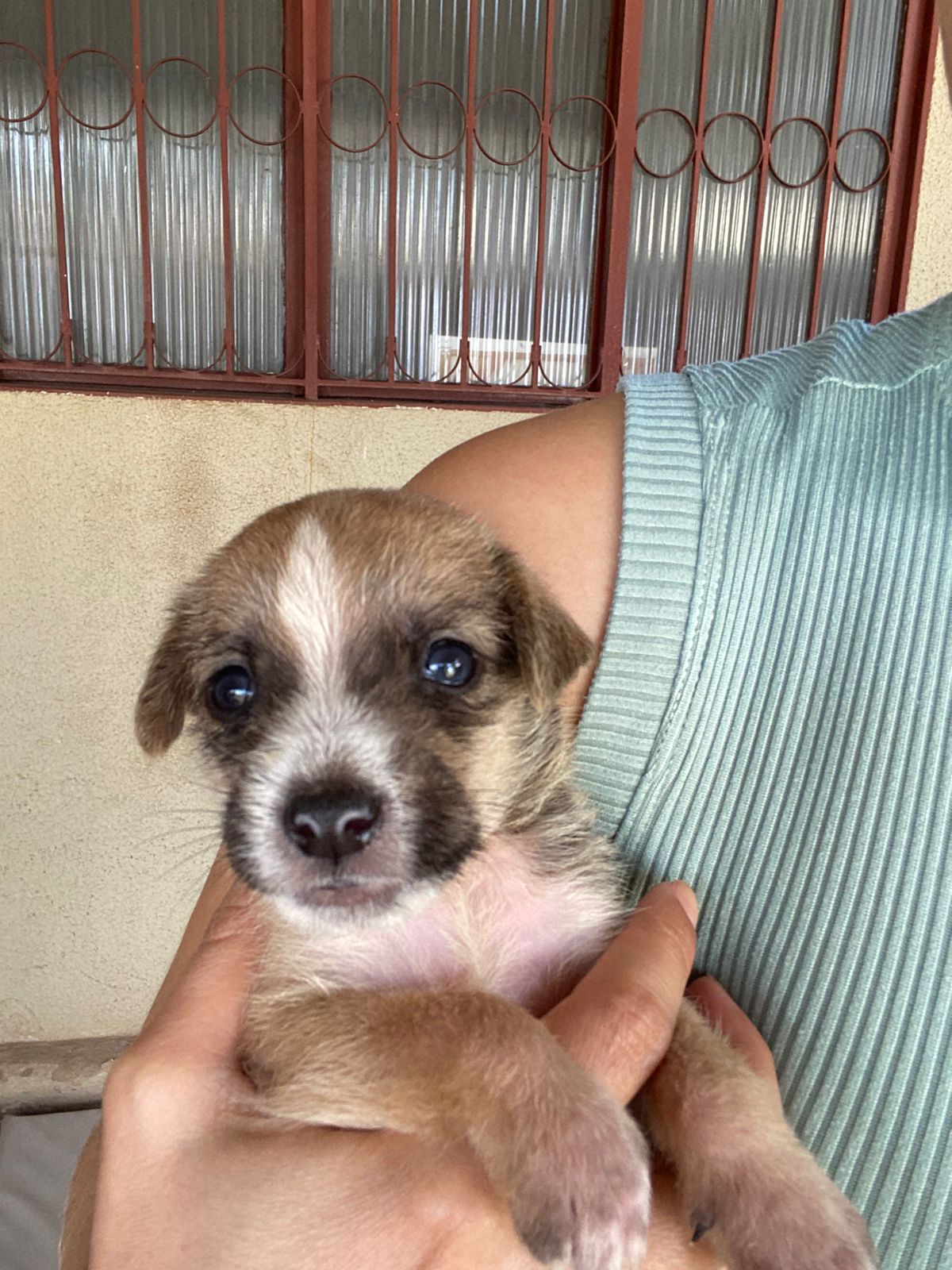 Doação de filhotes de cachorro - Foto 5