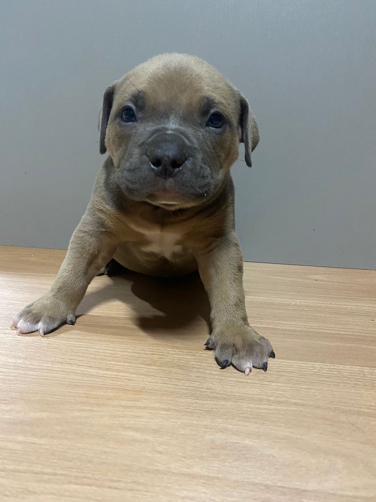 Portal Vendocão Filhotes American Bully Igarapé