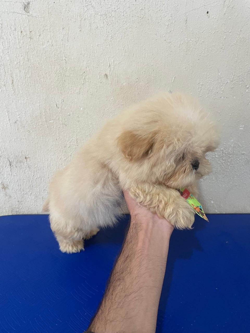 🐶 Filhotes de Shih Tzu Disponíveis! - Foto 5