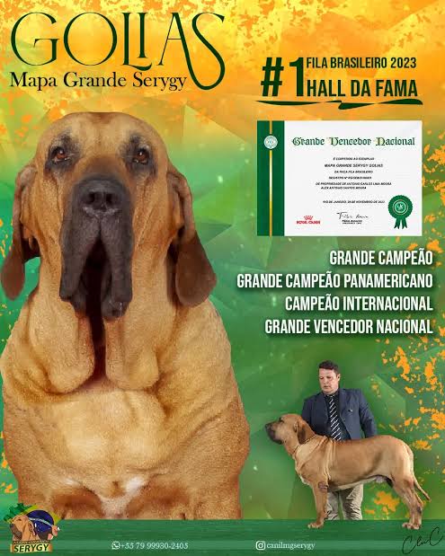 Portal Vendocão Fila brasileiro  Teresina 