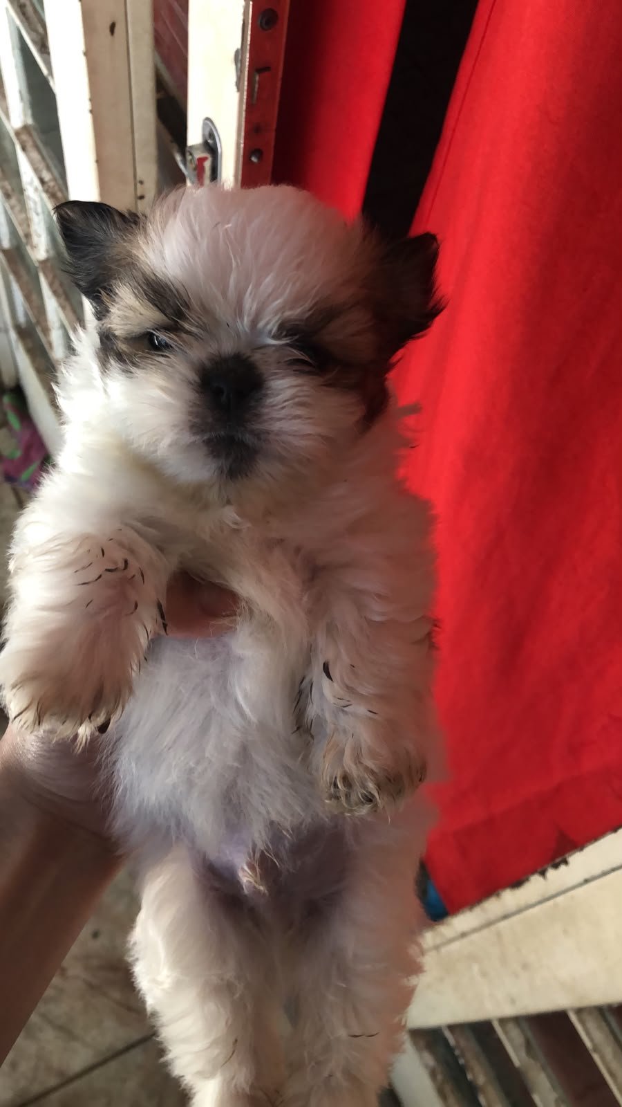 Vendo filhote de Shi tzu - Foto 4
