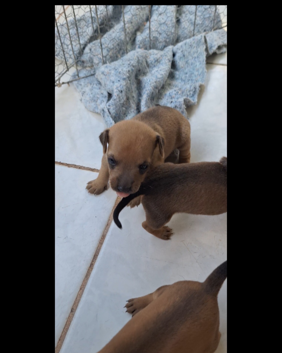 filhotes de Pinscher Macapá 