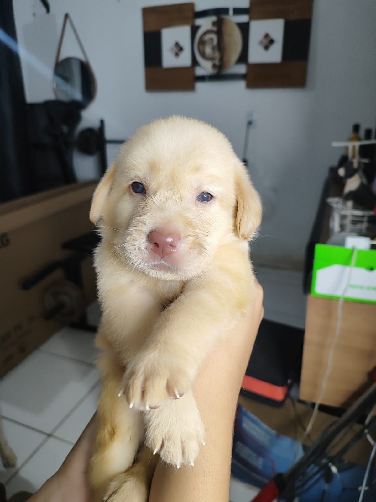 Portal Vendocão Vendo filhotes de labadores Retriever  Maceió