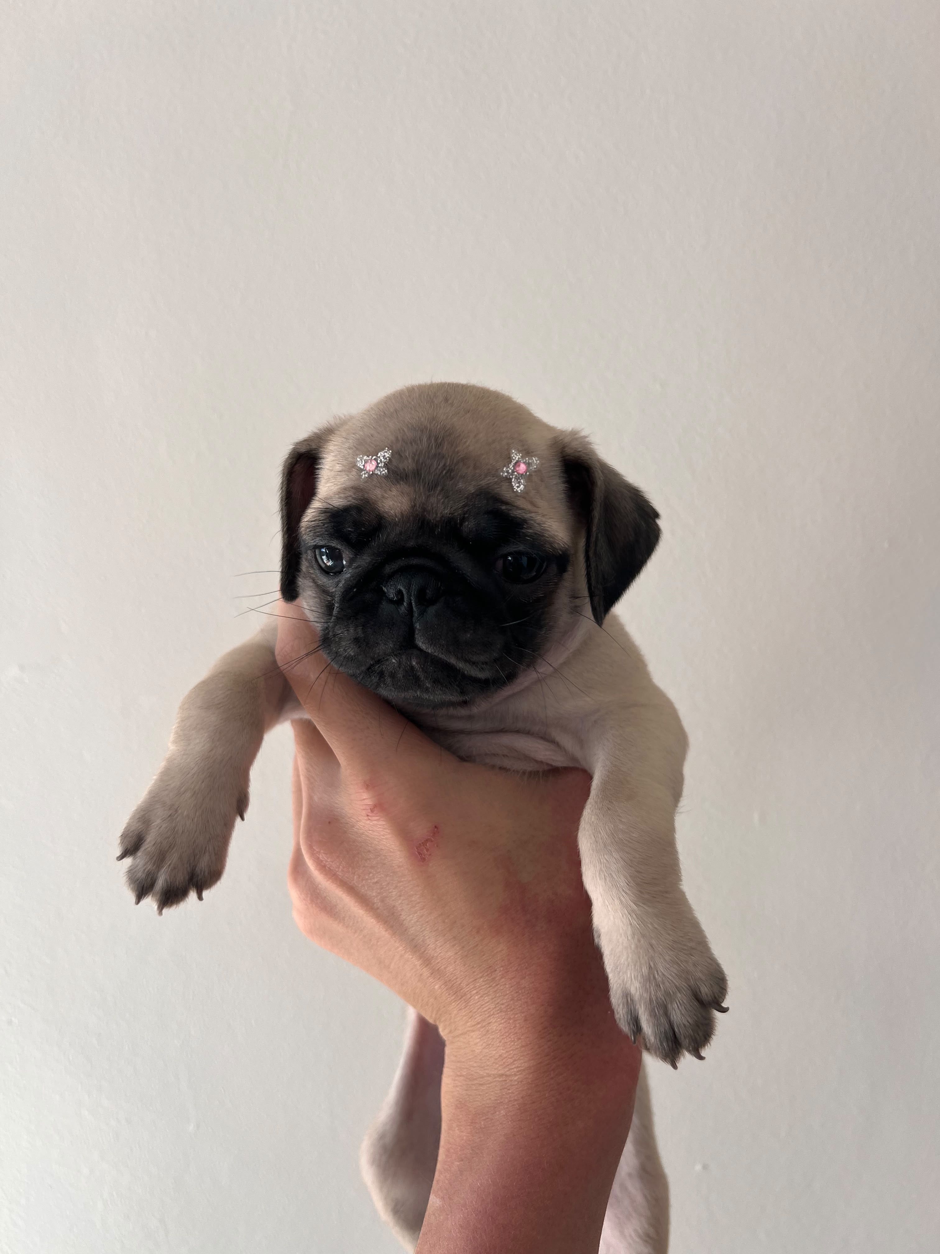 Filhotes de pug - Foto 2