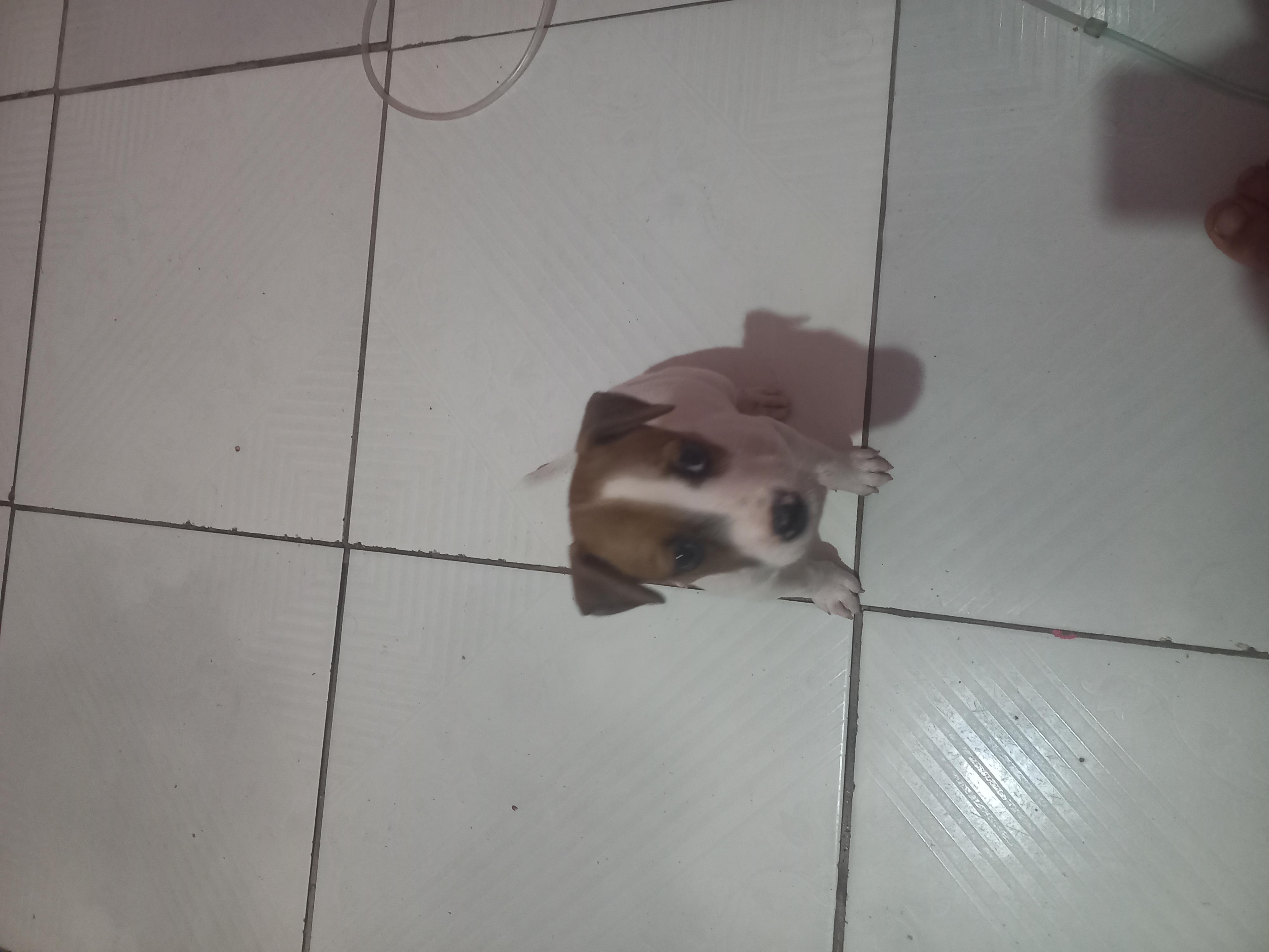 Portal Vendocão vendo filhote de jack russell terrier Teresina 