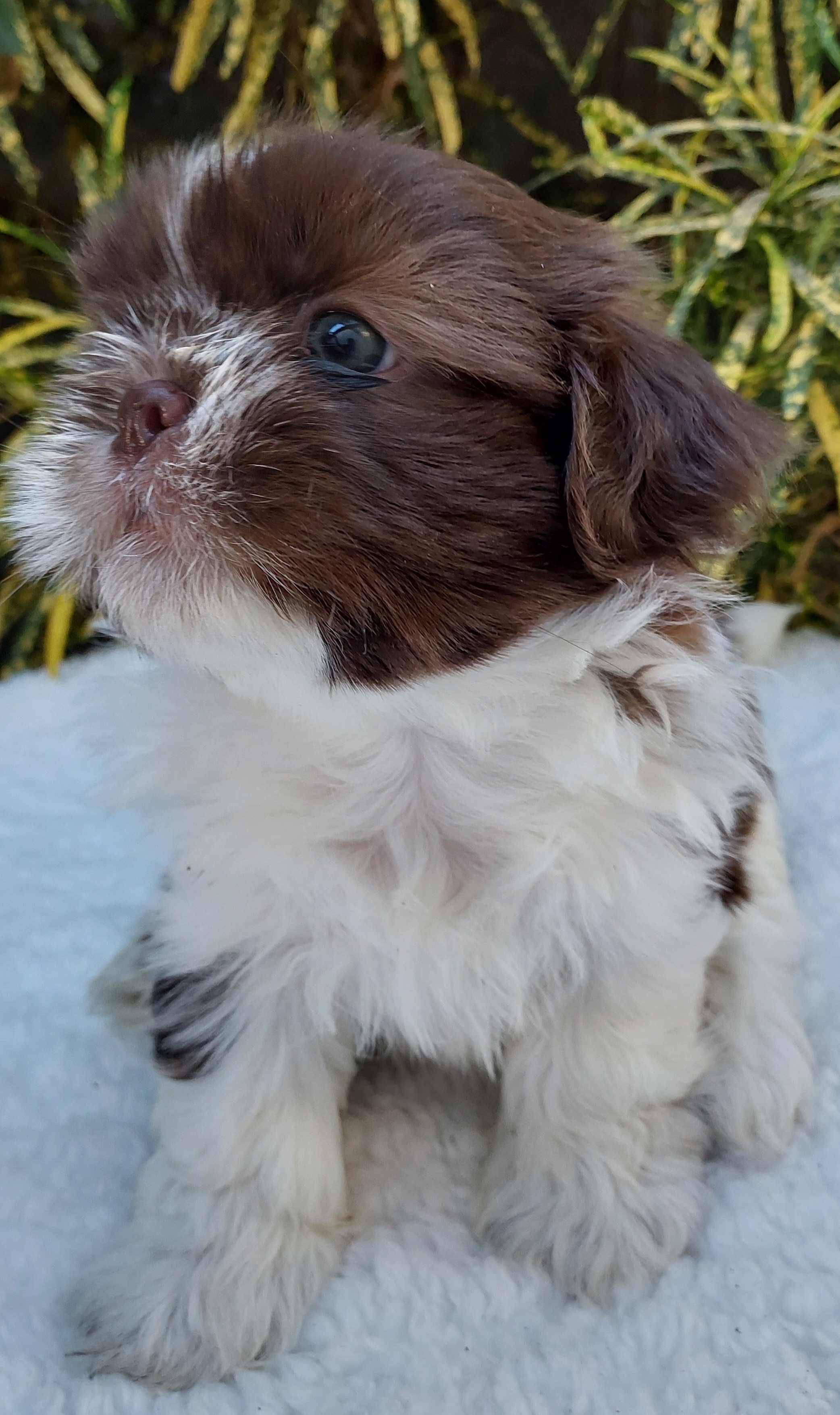 Portal Vendocão Shih tzu  Teresina